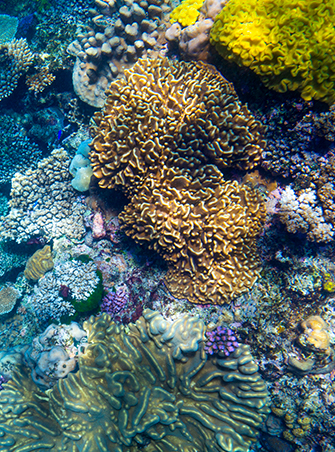 Fiji Weather in March Climate, Temperature, Rainfall & More